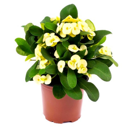 Hybrid Euphorbia Flowers Plant (Yellow) - Naturemart.online