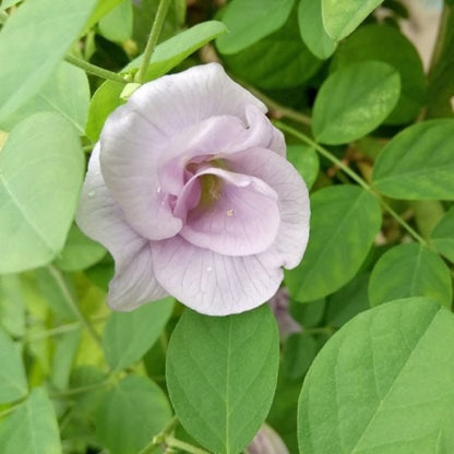 Pink Aparajita flowers plant