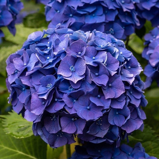 Hydrangea Flower plant
