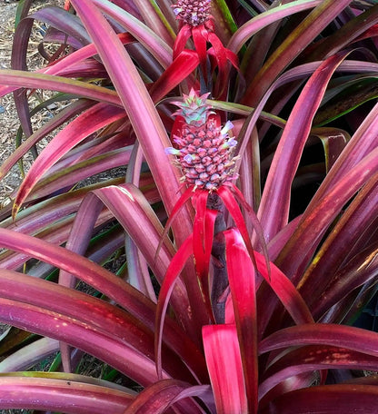 Red Pineapple Plant | Anaras Plant - Naturemart.online