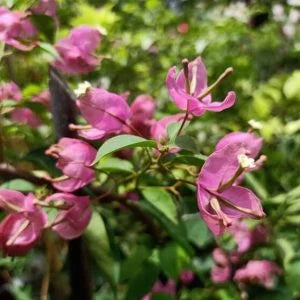 Tanglong Pink Bougainvillea flower plant