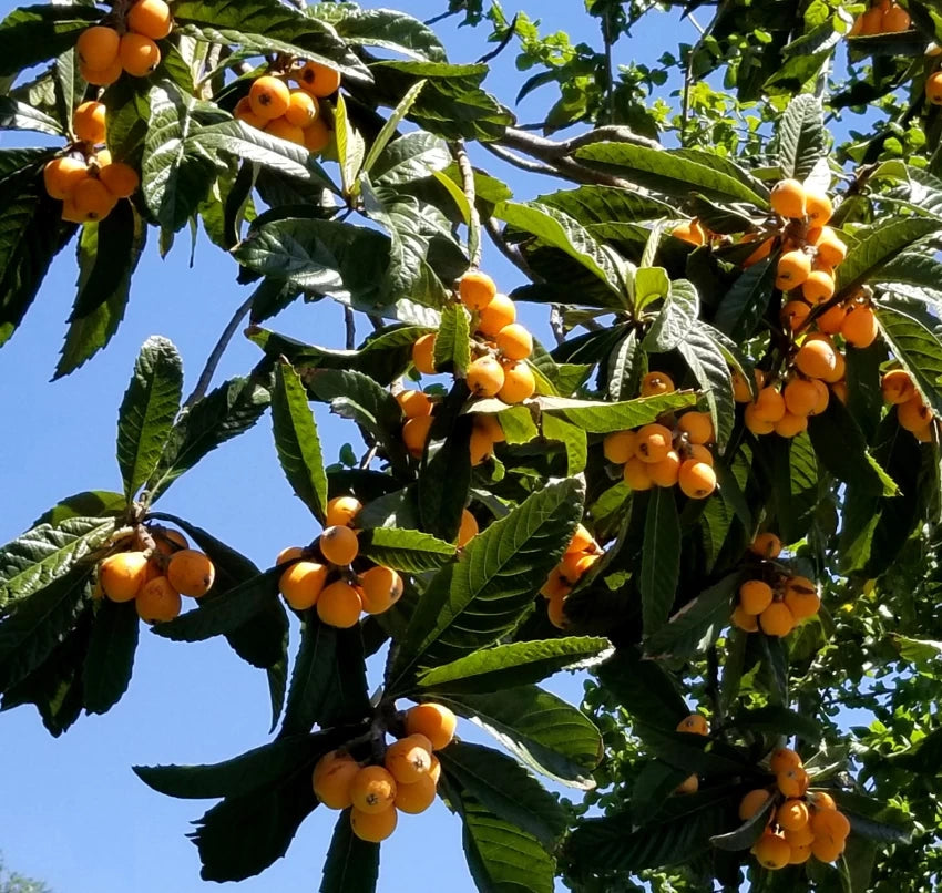 Hybrid Loquat Fruit Plant Grafted - Naturemart.online