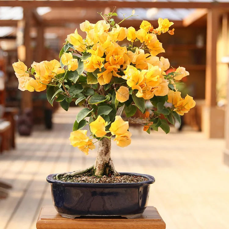 Bougainvillea Flower Plants (Yellow) Colour - Naturemart.online