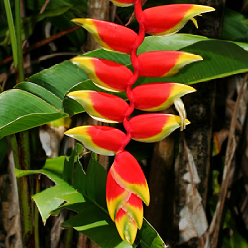 Hybrid Heliconia Rostrata Flowering Plants - Naturemart.online