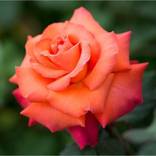 Hybrid Grafted Orange Colour Rose Plant - Naturemart.online