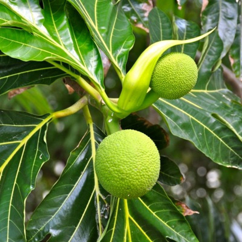 Hybrid Bread Fruit Plant Grafted - Naturemart.online