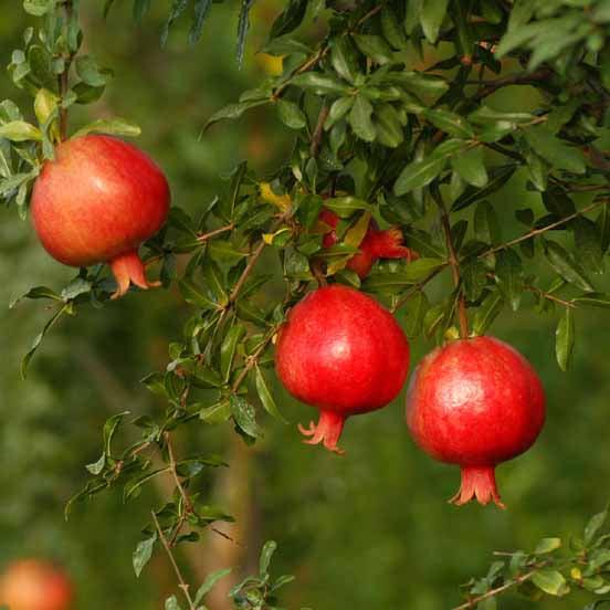 Mridula variety of pomegranate