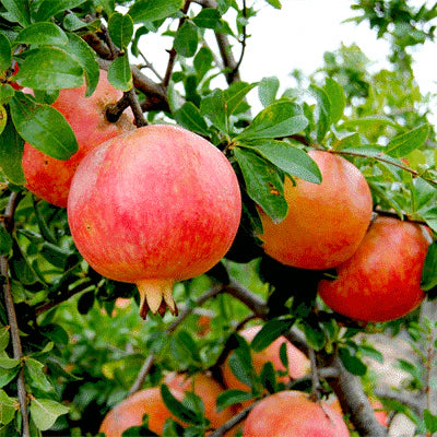 Ganesh variety of pomegranate