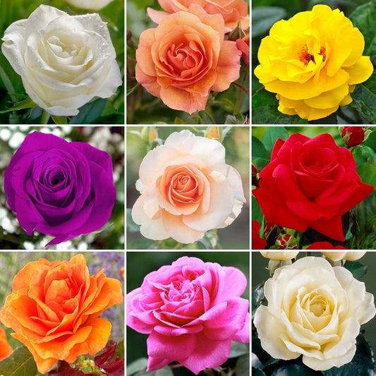 Pack Of 4 Different Colour Rose Plant. - Naturemart.online