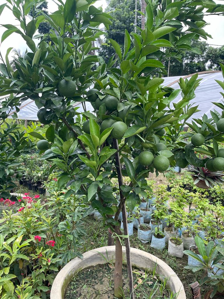 Mandarin Orange Fruit  Plant-Grafted - Naturemart.online