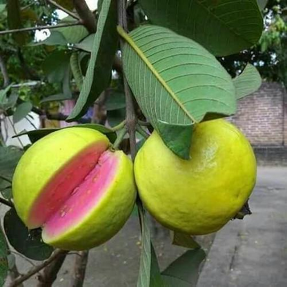 New Lalit Guava Fruit  Plant - Naturemart.online