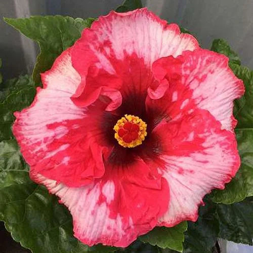 Austrelian Hibiscus Plant For Home Garden - Naturemart.online