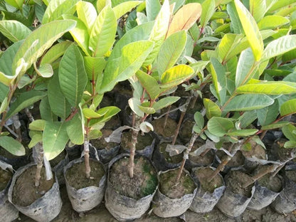 New Lalit Guava Fruit  Plant - Naturemart.online