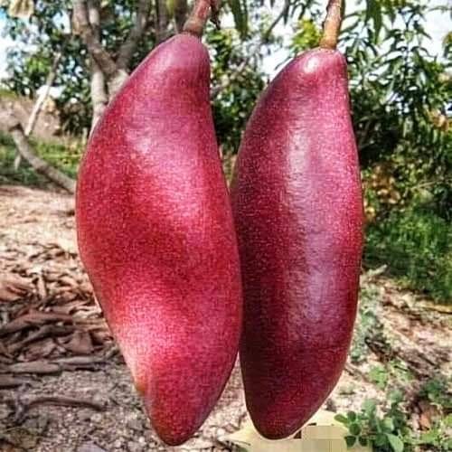 King Of Chakapat Mango Fruit  Plant - Naturemart.online