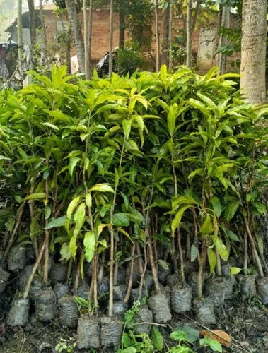 Gulab Khas Mango Plant (Grafted) - Naturemart.online