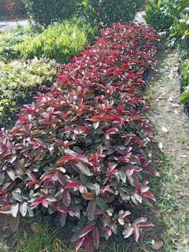 Malaysian Red Guava Fruit Plant