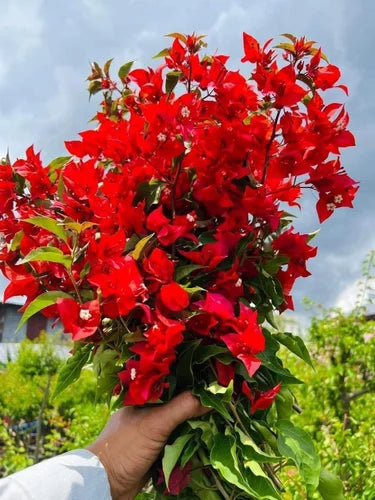 Flame red bougainvillea flowers plant