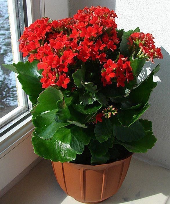 Florist Kalanchoe Flowers Plants (Red)