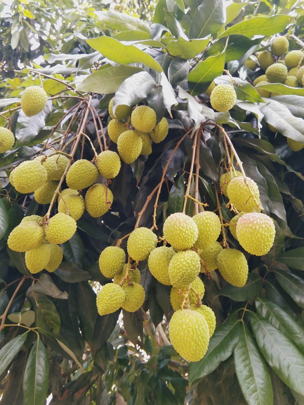 Litchi Fruit Plant (Air Layered) - Naturemart.online