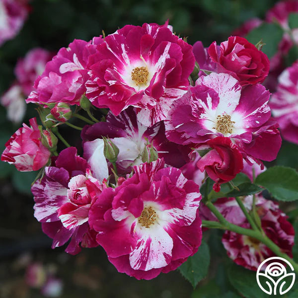 Climbing Rose Flower Plants(Purple And White) - Naturemart.online