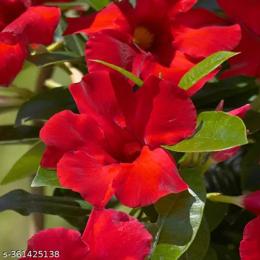 Mandevillea Flowers Plant Red Colour - Naturemart.online