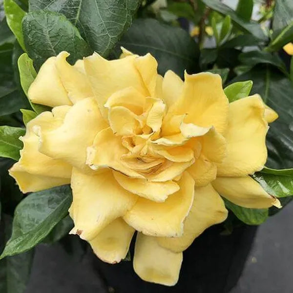 Yellow Jasmine Rose Flower -Fragrant Plants