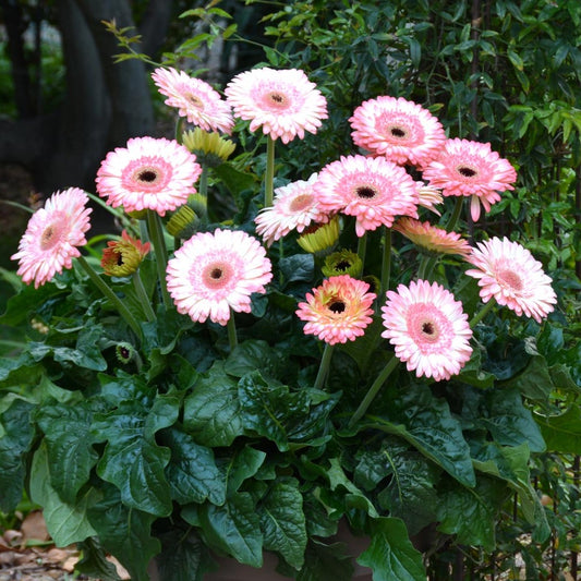 Gerbera  Perennial Flower Plant (white shed) - Naturemart.online