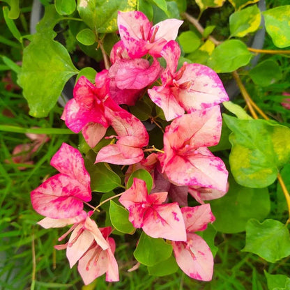 Red September Thai variety Bougainvillea Flower Plant For Gardening