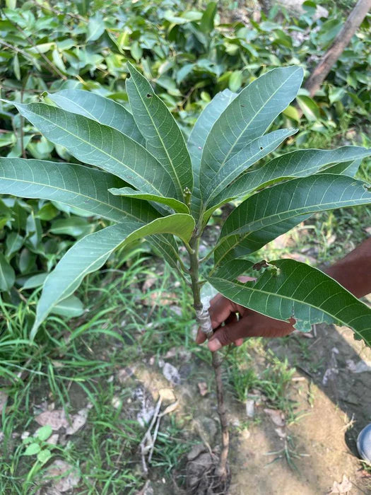 Ivory Red Grafted Mango Plant - Naturemart.online