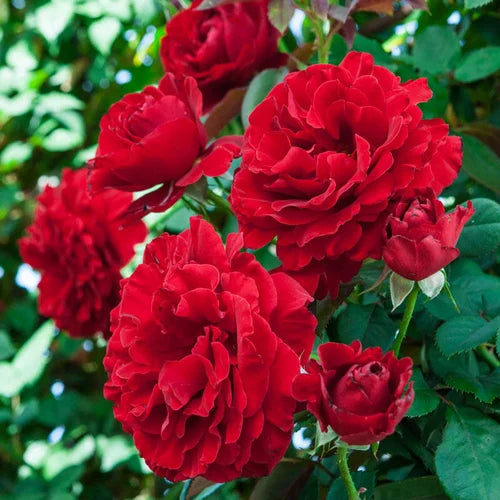 Climbing Rose Flower Plants (Red) - Naturemart.online