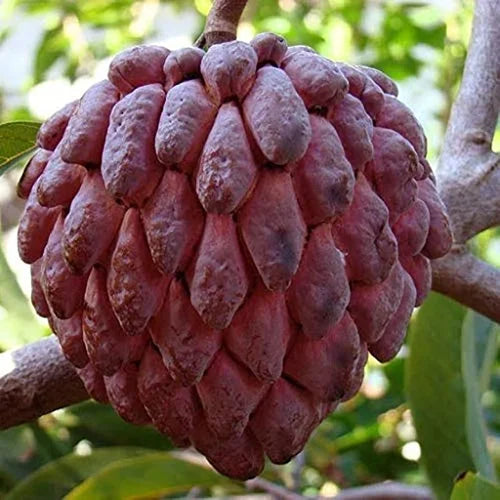 Red Ramphal | Wild Sweetsop Fruit Plant - Naturemart.online