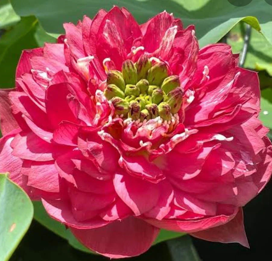 Red Philip Lotus Tuber