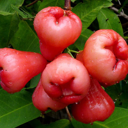 Water Apple(Red)Fruit Plant - Naturemart.online