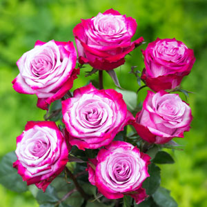 Hybrid Rose  Grafted Plant For Gardening - Naturemart.online