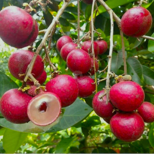 Rubi Ranghon Fruit Plant Grafted - Naturemart.online