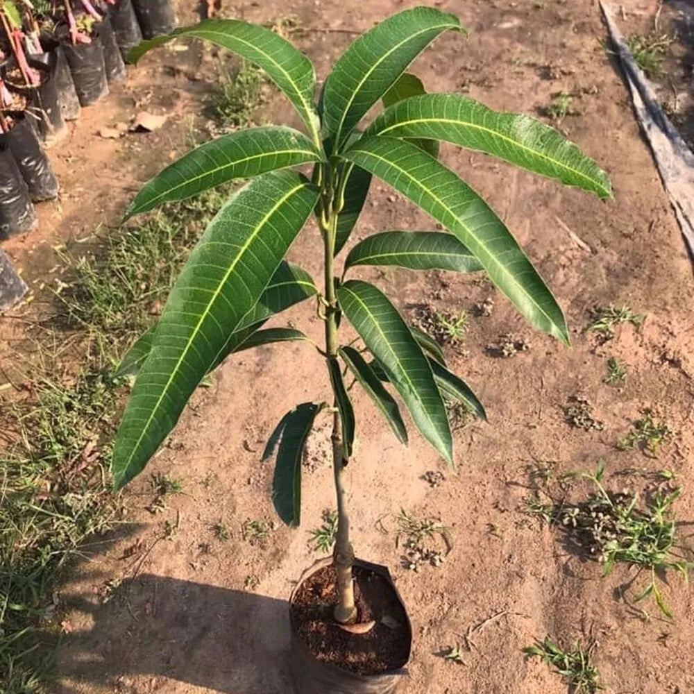 Ivory Red Grafted Mango Plant - Naturemart.online