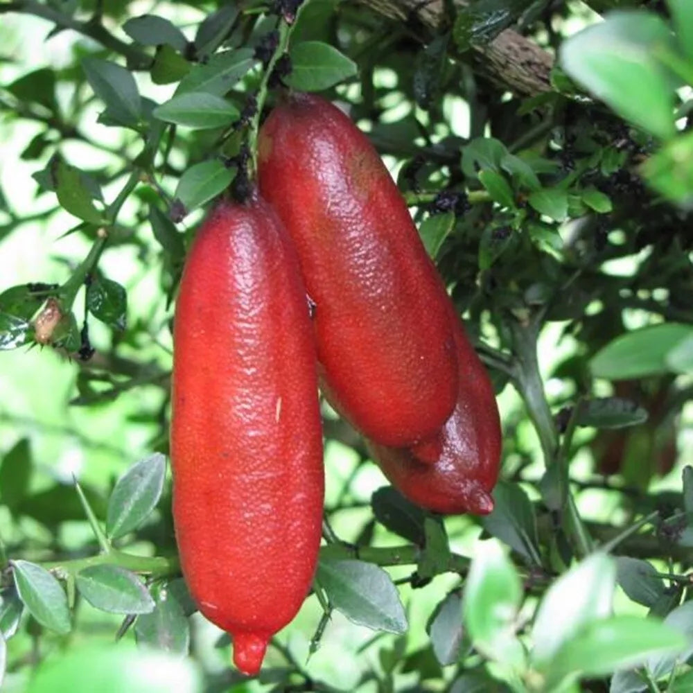 Finger Lemon Red fruit Plant Grafted