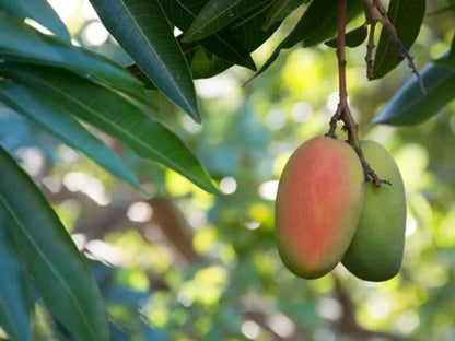 Toledo Mango Fruit Plant (Grafted)