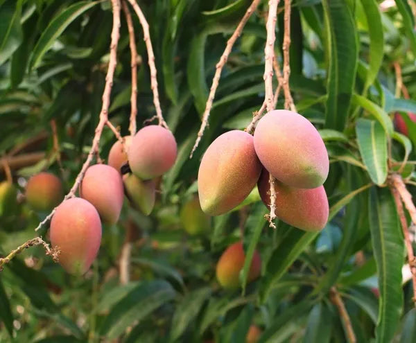 Toledo Mango Fruit Plant (Grafted)