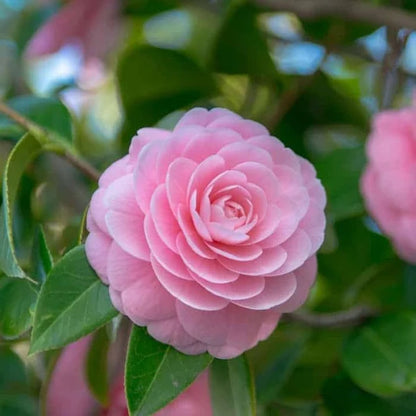 CAMELLIA FLOWERS PLANTS