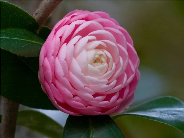 CAMELLIA FLOWERS PLANTS