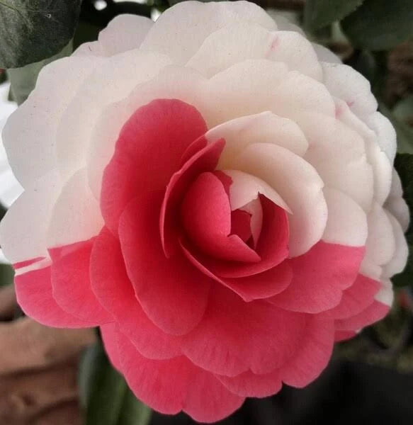 CAMELLIA FLOWERS PLANTS