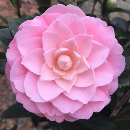 CAMELLIA FLOWERS PLANTS