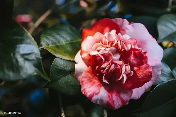 CAMELLIA FLOWERS PLANTS