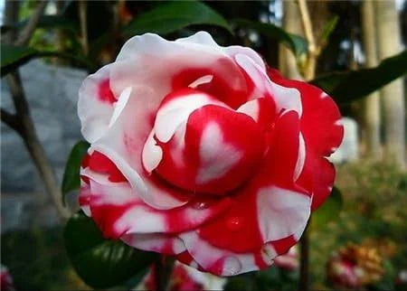 CAMELLIA FLOWERS PLANTS