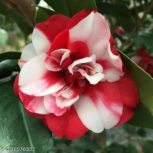 Camelia Flowers Plant For Gardening