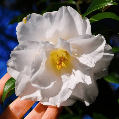 CAMELLIA FLOWERS PLANTS