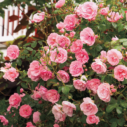 Climbing Rose Plant For Gardening - Naturemart.online