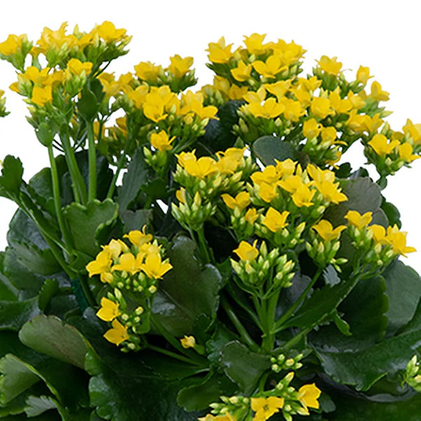 Florist Kalanchoe Flowers Plants (Yellow)