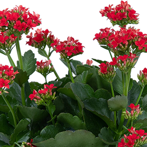 Florist Kalanchoe Flowers Plants (Red)